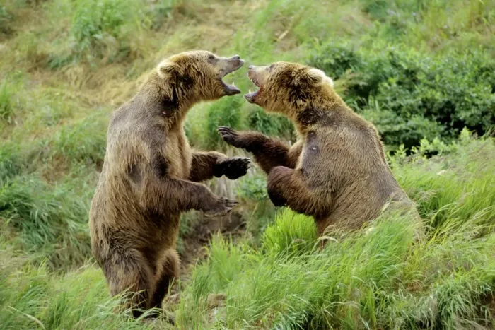 Framed Print : Coastal Grizzly Bears wrestling - dominance behavior among big males at salmon fishing areas, McNeil River, Alaska. MA1306 Framed Print : Coastal Grizzly Bears wrestling - dominance behavior among big males at salmon fishing areas, McNeil River, Alaska. MA1306
