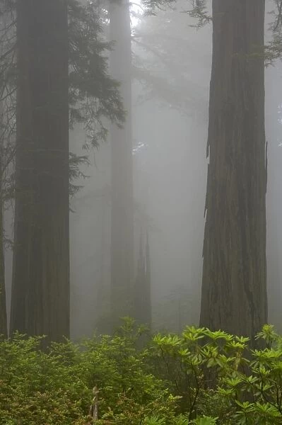 Coastal Redwood forest - in fog Redwood National Park California, USA LA000744