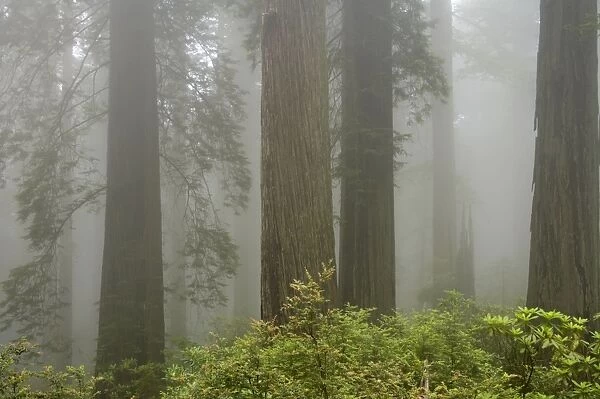 Coastal Redwood forest - in fog Redwood National Park California, USA LA00745