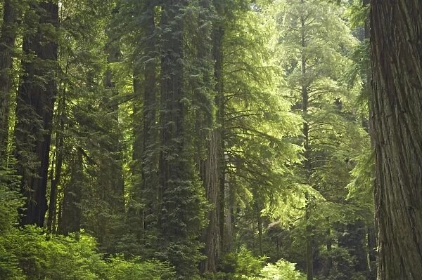 Coastal Redwood forest in fog Redwood National Park California, USA LA000740