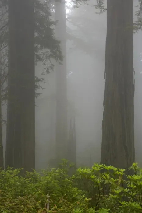 Framed Print : Coastal Redwood forest - in fog Redwood National Park California, USA LA000744 Framed Print : Coastal Redwood forest - in fog Redwood National Park California, USA LA000744