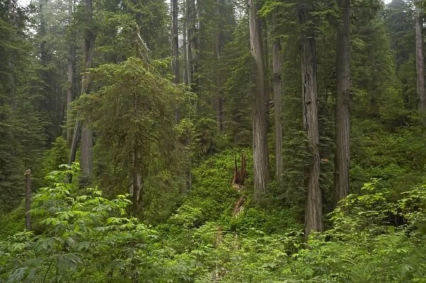 Coastal Redwood forest Redwood National Park California, USA LA000756
