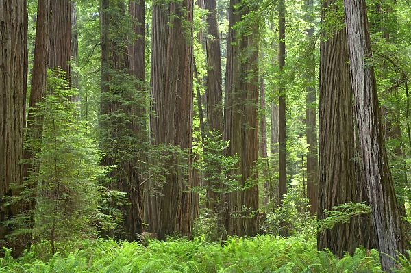 Coastal Redwood forest - Stout Grove