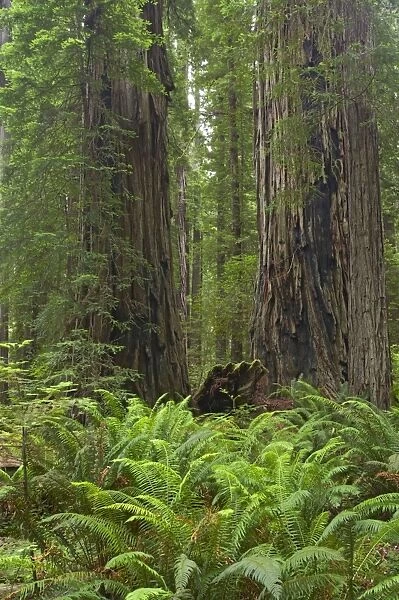 Coastal Redwood forest - Stout Grove Redwood National Park California, USA LA000780