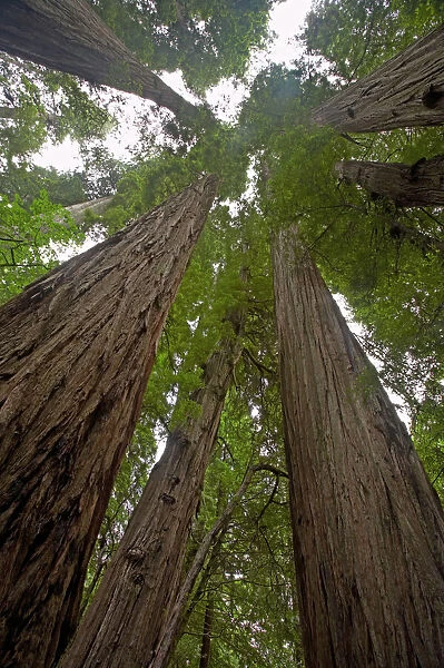 Coastal Redwood forest - Stout Grove Redwood National Park California, USA LA000792