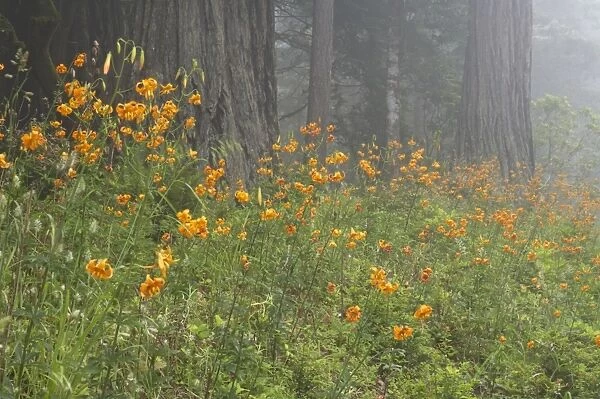 Coastal Redwood forest and Tiger Lily (Sequoia sempervirens) & (Lilium columbianum) Redwood National Park California, USA LA000750