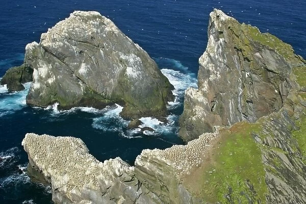 Coastal Scenery steep, jagged cliffs and off-shore sea stacks with Gannetries Hermaness Nature Reserve, Unst, Shetland Isles, Scotland, UK