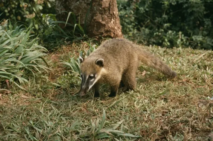 Framed Print : Coatimundi PM 8218 Nasua nasua © Pat Morris / ARDEA LONDON Framed Print : Coatimundi PM 8218 Nasua nasua © Pat Morris / ARDEA LONDON