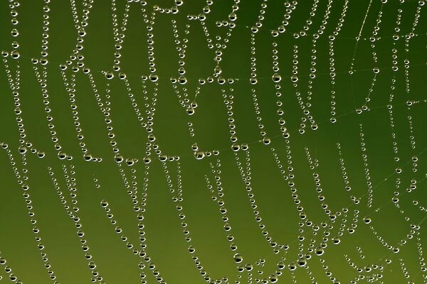 Cobweb with droplets of morning dew Baden-Wuerttemberg, Germany