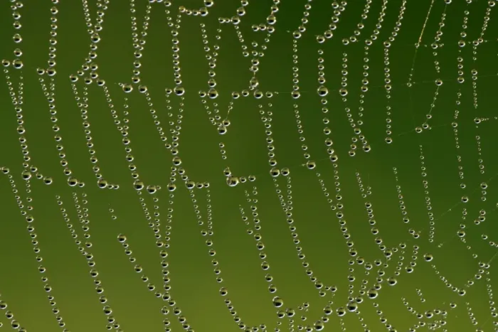 Framed Print : Cobweb with droplets of morning dew Baden-Wuerttemberg, Germany Framed Print : Cobweb with droplets of morning dew Baden-Wuerttemberg, Germany