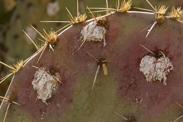 Cochineal Bugs - on Prickly Pear Cactus (Opuntia) - Arizona, USA - Red with deep red to pink waxy scales under body - Female is 1 / 16 to 1 / 8 inch - Male is one-half length - Often concealed by dense tangled strands of white cottony wax - Legs reduced