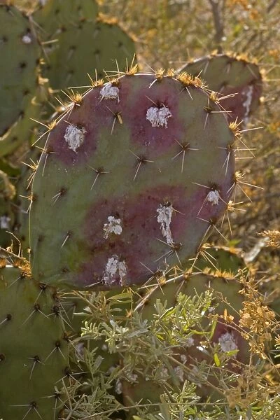 Cochineal Bugs - on Prickly Pear Cactus (Opuntia) - Red with deep red to pink waxy scales under body - Female is 1 / 16 to 1 / 8 inch - Male is one-half length - Often concealed by dense tangled strands of white cottony wax - Legs reduced - Found in