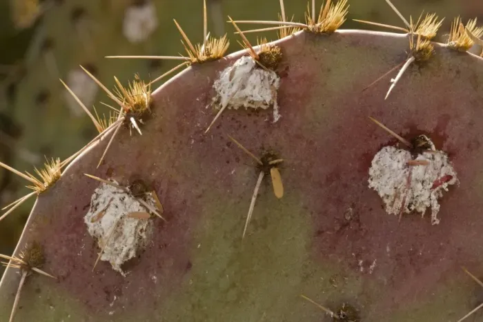 Framed Print : Cochineal Bugs - on Prickly Pear Cactus (Opuntia) - Arizona, USA - Red with deep red to pink waxy scales under body - Female is 1 / 16 to 1 / 8 inch - Male is one-half length - Often concealed by dense tangled strands of white cottony wax - Legs reduced Framed Print : Cochineal Bugs - on Prickly Pear Cactus (Opuntia) - Arizona, USA - Red with deep red to pink waxy scales under body - Female is 1 / 16 to 1 / 8 inch - Male is one-half length - Often concealed by dense tangled strands of white cottony wax - Legs reduced