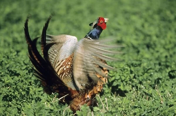 Cock Pheasant - calling & displaying