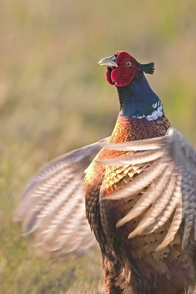 Cock Pheasant Displaying