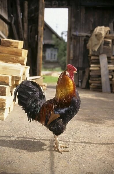 Cock in a village yard, typical colouring