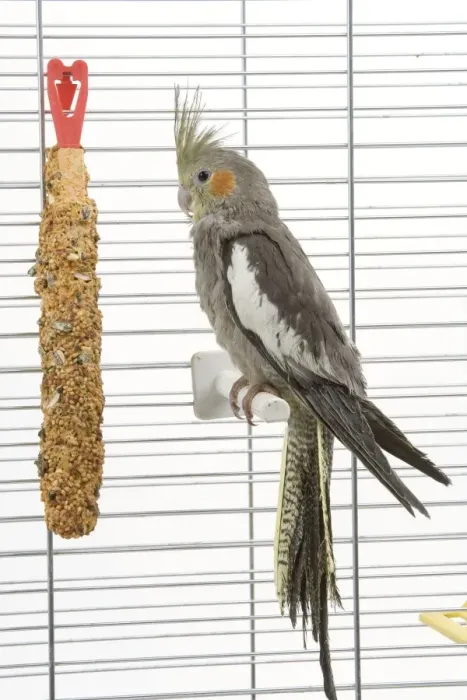 Framed Print : Cockatiel - in cage Framed Print : Cockatiel - in cage