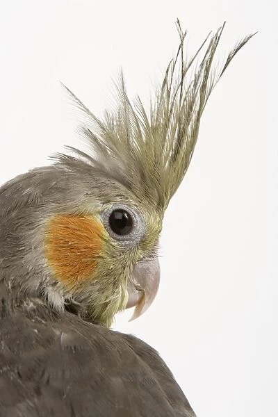 Cockatiel - close-up of head and crest