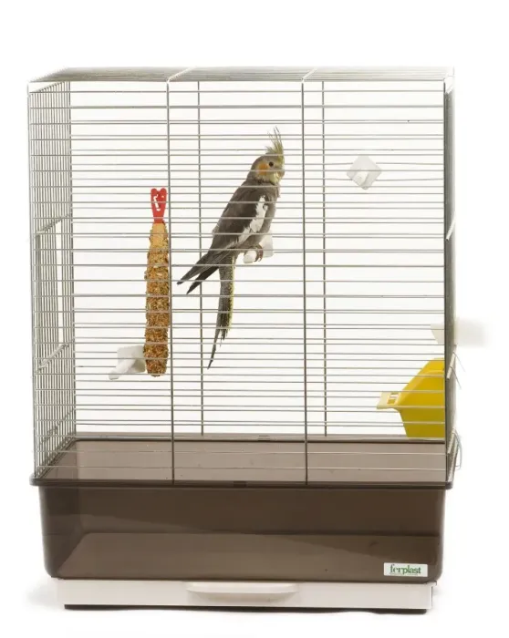 Framed Print : Cockatiel - on perch in cage Framed Print : Cockatiel - on perch in cage