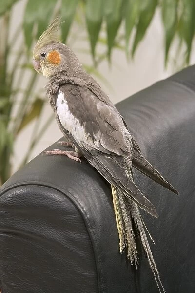 Cockatiel - on back of sofa