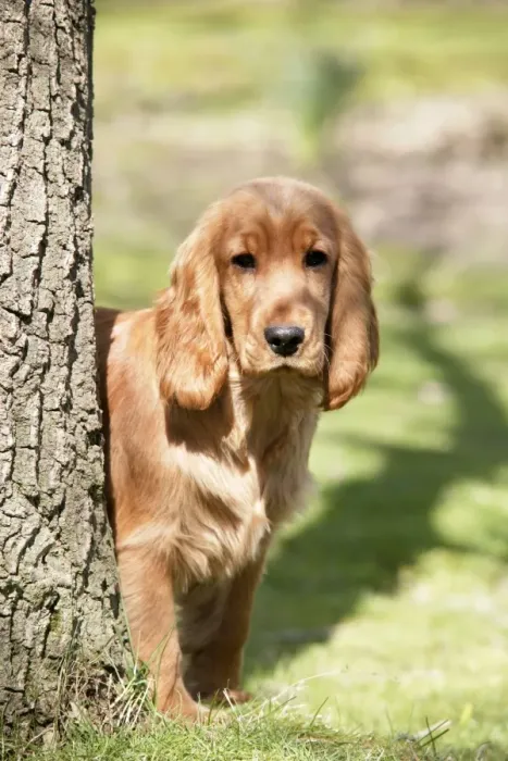 Framed Print : Cocker Spaniel Dog - puppy Framed Print : Cocker Spaniel Dog - puppy