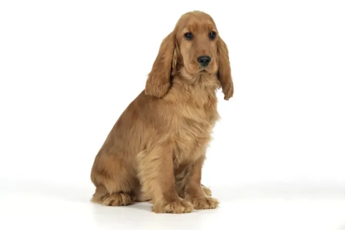 Framed Print : Cocker Spaniel Dog - puppy sitting