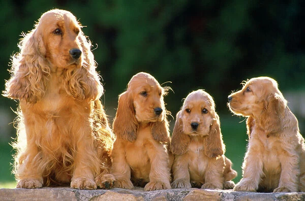 Cocker Spaniel Dogs - adult & puppies sitting in a row