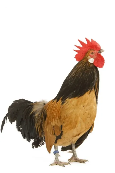 Framed Print : Cockerel - breed - Bassette liegeoise - in studio Framed Print : Cockerel - breed - Bassette liegeoise - in studio