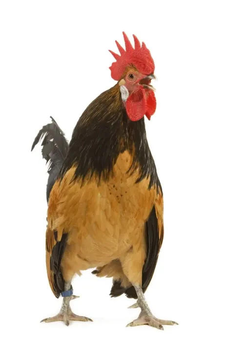 Framed Print : Cockerel - breed - Bassette liegeoise - in studio Framed Print : Cockerel - breed - Bassette liegeoise - in studio