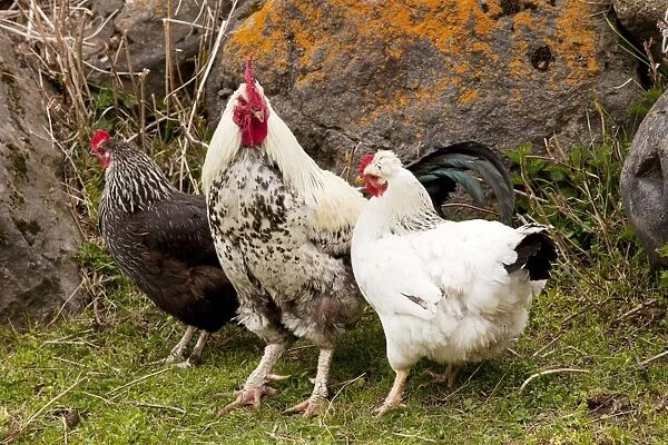 Cockerel and hens in smallholding in Kazbegi village, high in the Great Caucasus, Georgia