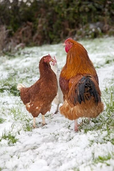 Cockerel and hens - in the snow - Cornwall - UK