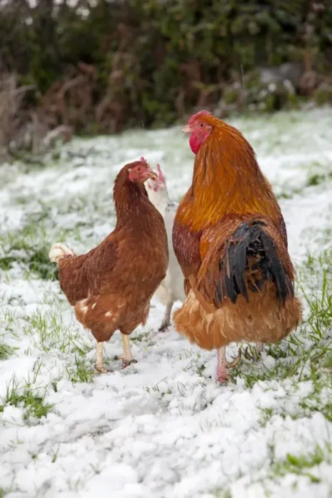 Framed Print : Cockerel and hens - in the snow - Cornwall - UK Framed Print : Cockerel and hens - in the snow - Cornwall - UK