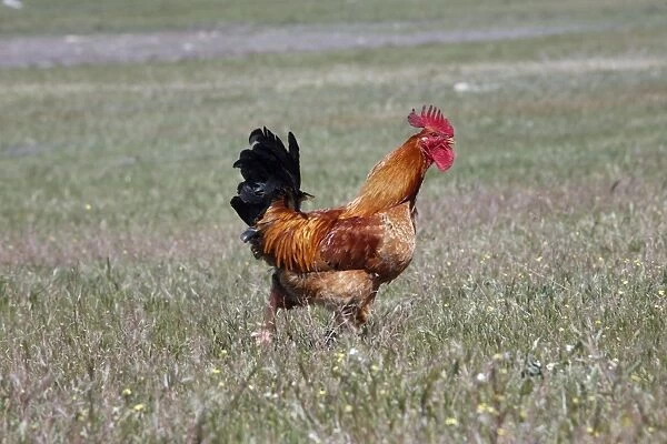 Cockerel - running across meadow, free range, Alentejo, Portugal