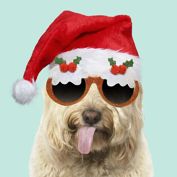 Cockerpoo Dog, mouth open, showing tongue wearing Christmas hat and glasses Date: 30-Oct-19