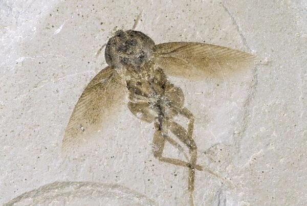 Cockroach Fossil - Eocene 48 m. y. a. Green River Formation, Colorado
