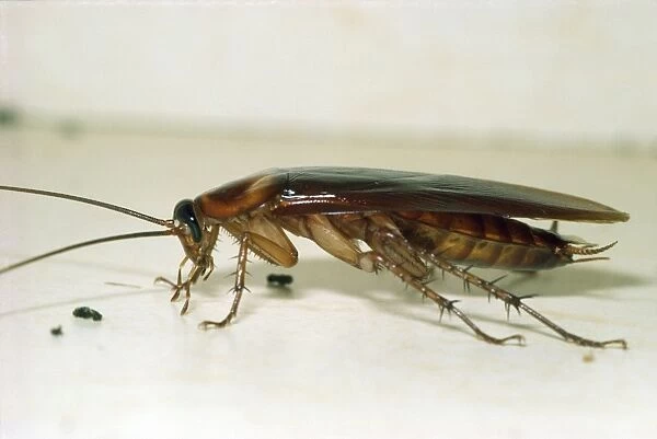 Cockroach USA