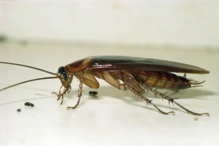 Framed Print : Cockroach USA Framed Print : Cockroach USA