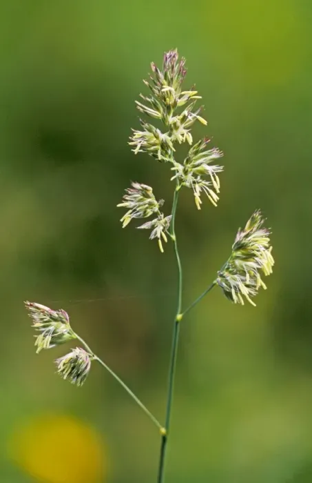 Framed Print : Cocksfoot Grass In flower Framed Print : Cocksfoot Grass In flower