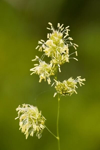 Cocksfoot grass - in flower