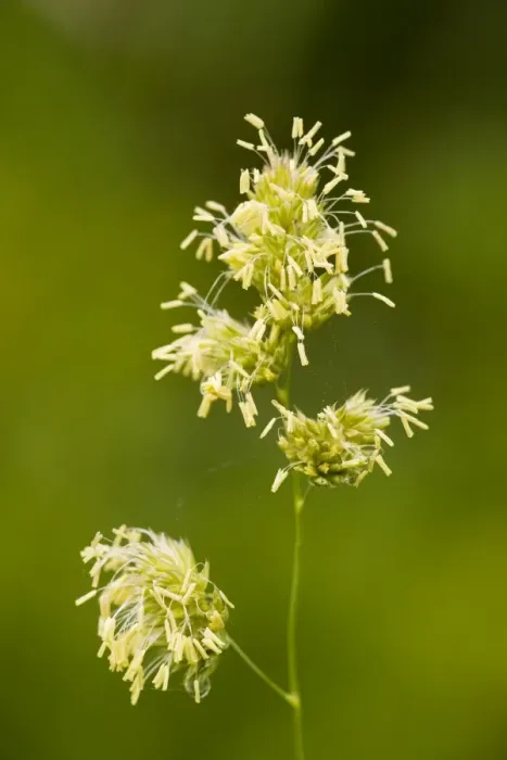 Framed Print : Cocksfoot grass - in flower Framed Print : Cocksfoot grass - in flower