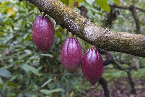 Cocoa Fruits on trees growing in tropical forest