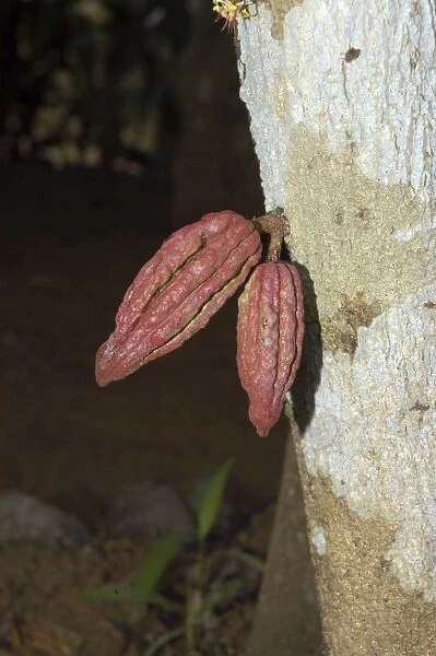 Cocoa: pods growing directly out of tree trunk. Native tos America, but now widely cultivated