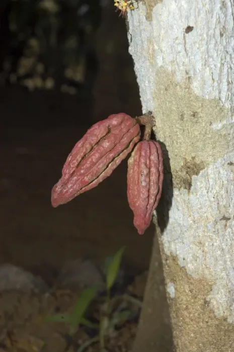 Framed Print : Cocoa: pods growing directly out of tree trunk. Native tos America, but now widely cultivated