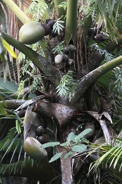 Coconut - 'Coco de Mer' - Valle de Mai National Park - Praslin - Seychelles