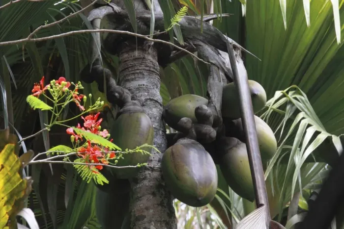 Framed Print : Coconut - Coco de Mer - Valle de Mai National Park - Praslin - Seychelles Framed Print : Coconut - Coco de Mer - Valle de Mai National Park - Praslin - Seychelles