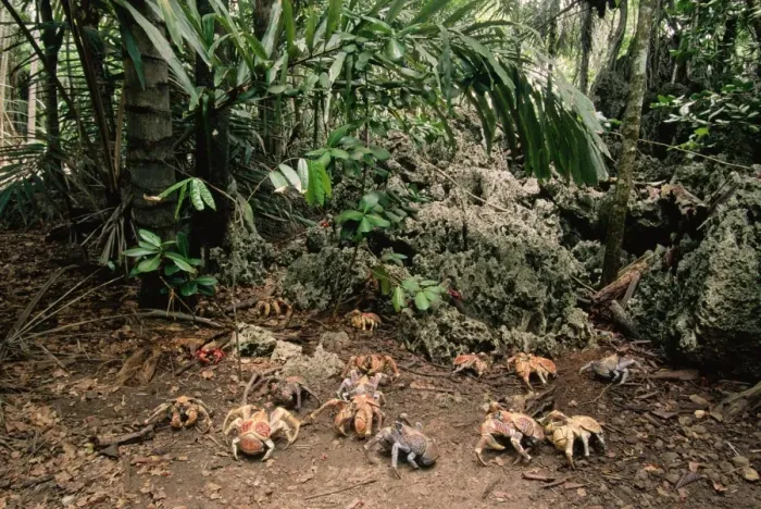 Framed Print : Coconut Crab - moving through forest Framed Print : Coconut Crab - moving through forest
