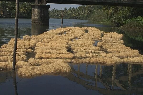 Coconut husk fibre - These bales of fibre are soaking for about 6 weeks before being dried and used in rope making. Photographed near Kochi (Cochin), India, Asia