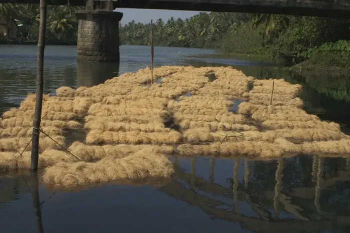 Framed Print : Coconut husk fibre - These bales of fibre are soaking for about 6 weeks before being dried and used in rope making. Photographed near Kochi (Cochin), India, Asia Framed Print : Coconut husk fibre - These bales of fibre are soaking for about 6 weeks before being dried and used in rope making. Photographed near Kochi (Cochin), India, Asia