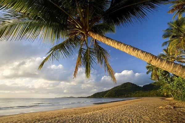 Coconut palm - coconut palms grow on a white dream beach in tropical Queensland. Early Morning light - Bingil Bay near Mission Beach, Queensland, Australia