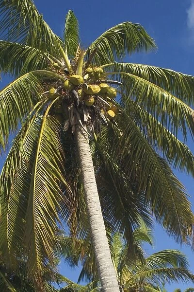 Coconut palm and coconuts - On West Island, Cocos (Keeling) Islands, Indian Ocean